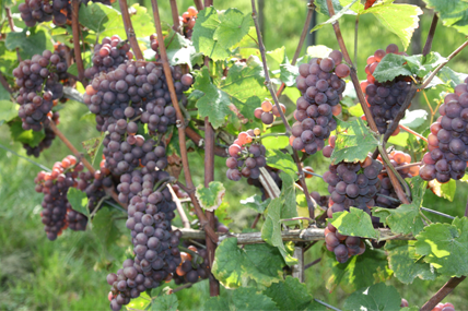 Weingut Weber Bodenheim