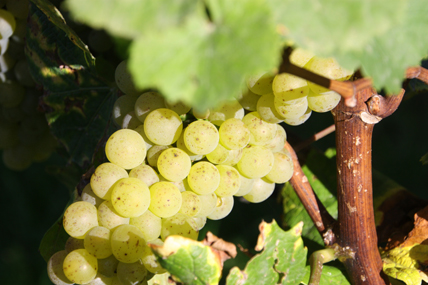 Weingut Weber Bodenheim